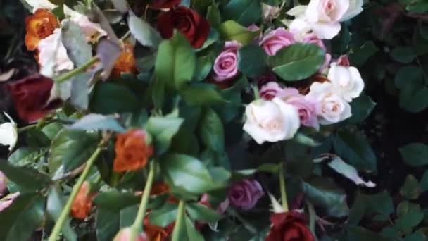 Frau mit einem großen Rosenstrauß in einem Gewächshaus — Stockvideo