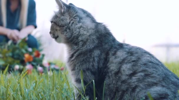 Flicka samlar in en bukett rosor, och i förgrunden sitter en katt — Stockvideo