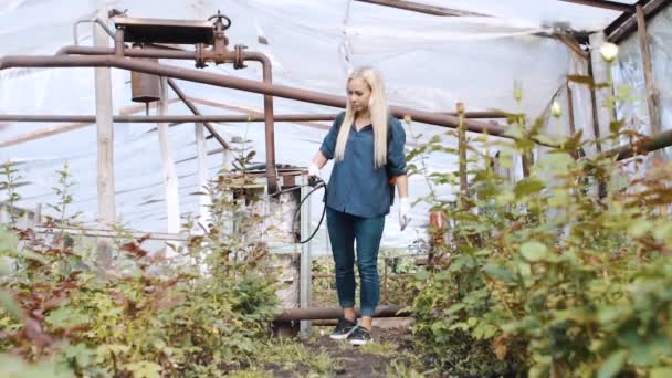 Os pulverizadores de jardineiro levantaram arbustos de flor na estufa — Vídeo de Stock