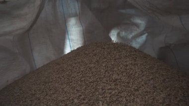sıralama ve tahıl ambalaj ve fabrika bir torbaya tohumlar dökülür