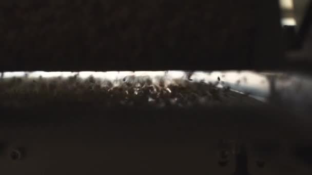 Κοντά shot της διαδικασίας καθαρισμού στο σιτάρι στο εργοστάσιο — Αρχείο Βίντεο