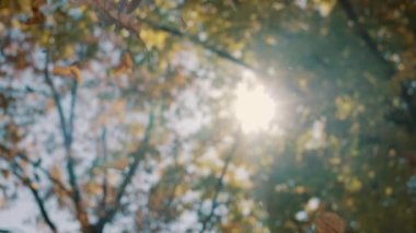 Bir ağaçtan yapraklar sonbaharda sonbahar