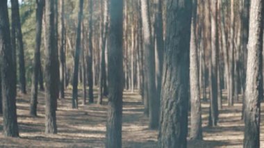 Askerleri bir başka bir dumanlı ormanda savaş oluşumunda takip