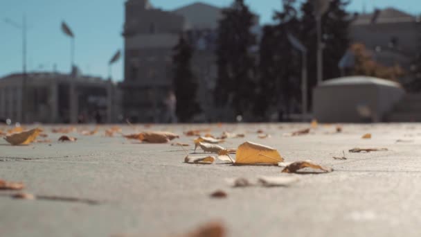 Feuilles d'automne déplacées du sol par le vent d'automne — Video