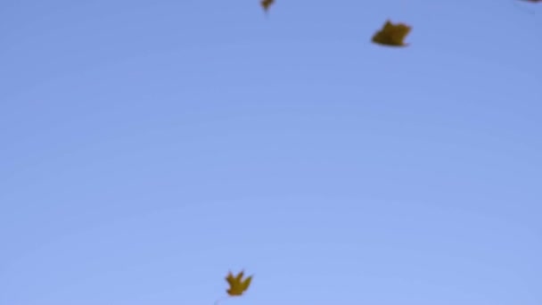 Πτώση πτώση maple φύλλα, αργή κίνηση — Αρχείο Βίντεο