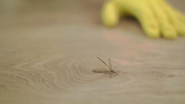 Nahaufnahme eines Mannes, der beim Putzen seines gemütlichen Wohnzimmers eine riesige Mücke findet