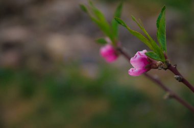 gün batımında bahçede açan pembe çiçekleri olan bir ağacın dalı