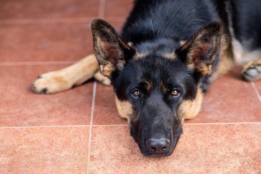 sahibini beklerken garajda yatan Alman çoban köpeği