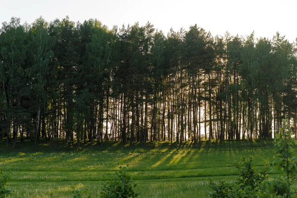 Paisaje con arbustos de pino y árboles. Campo verde y luz solar . —  Fotos de Stock