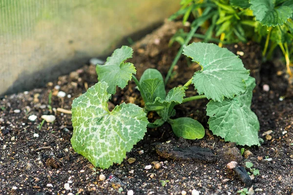 Sänky salaatin, basilikan ja muiden vihreiden versojen kanssa. Kylvö ja ampua siemeniä puutarhassa . — kuvapankkivalokuva