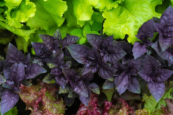 Juicy green and red lettuce grows on the garden bed.