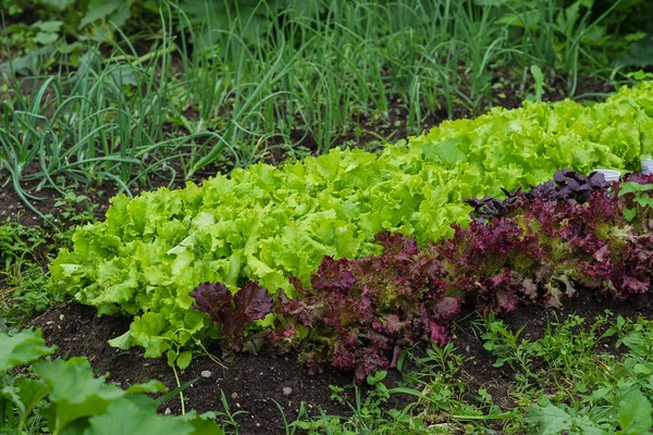 Juicy green and red lettuce grows on the garden bed.