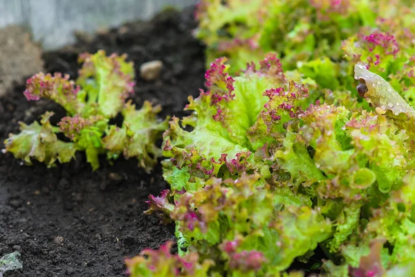 Juicy green and red lettuce grows on the garden bed.