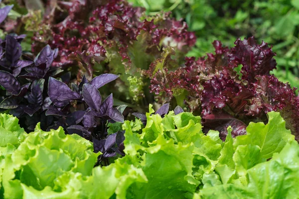 Juicy green and red lettuce grows on the garden bed.