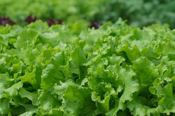 Juicy green and red lettuce grows on the garden bed.