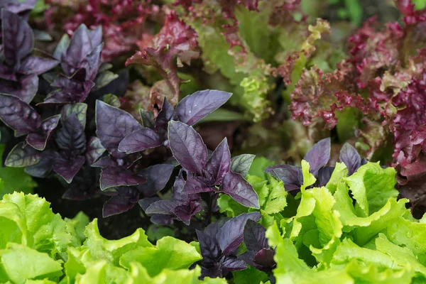 Juicy green and red lettuce grows on the garden bed.