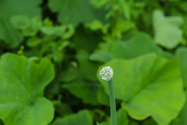 La laitue verte et rouge juteuse pousse sur le lit de jardin . — Photo