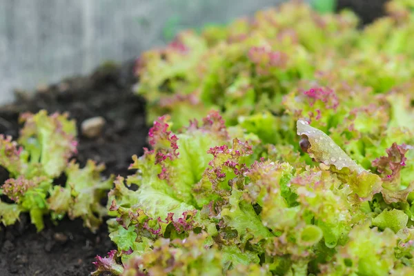 Mehukas vihreä ja punainen salaatti kasvaa puutarhassa sängyssä . — kuvapankkivalokuva