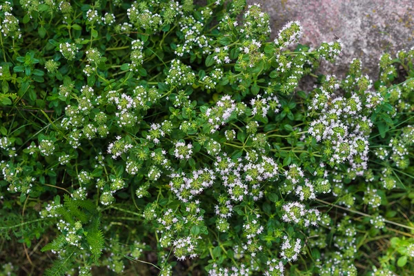 在绿色的花园里盛开的绿色百里香。特写。百里香生长在大石头之间 — 图库照片