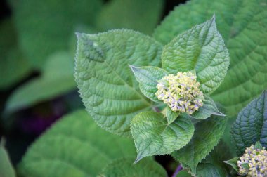 Beyaz ortanca büyük koyu yeşil çalılıklarda çiçek açar. yakın çekimde çekilmiş fotoğraf