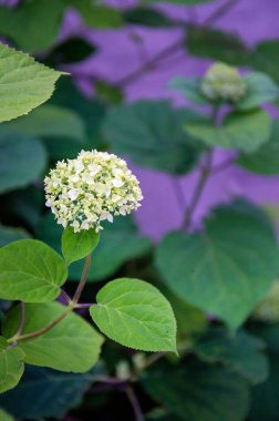 Beyaz ortanca büyük koyu yeşil çalılıklarda çiçek açar. yakın çekimde çekilmiş fotoğraf