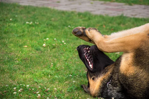 Pastor adulto alemão. O cão joga em um gramado verde. Foto tirada de perto — Fotografia de Stock