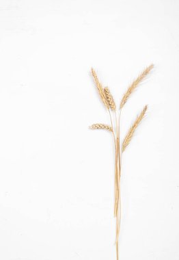 Beyaz arka planda mısır gevreği kulakları. Buğday ve çavdar kulakları. Yukarıdan görüntüle