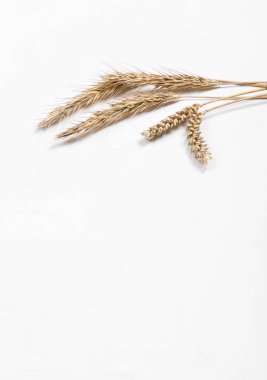 Beyaz arka planda mısır gevreği kulakları. Buğday ve çavdar kulakları. Yukarıdan görüntüle