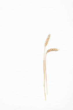 Beyaz arka planda mısır gevreği kulakları. Buğday ve çavdar kulakları. Yukarıdan görüntüle