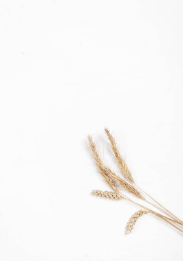 Beyaz arka planda mısır gevreği kulakları. Buğday ve çavdar kulakları. Yukarıdan görüntüle