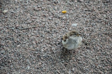 Şehrin ortasındaki kaldırımda duran sokak kuşları. Küçük serçeler, güvercinler