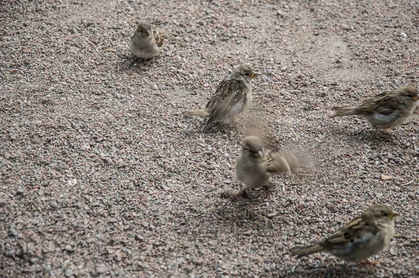 Şehrin Ortasındaki Kaldırımda Duran Sokak Kuşları Küçük Serçeler Güvercinler — Stok fotoğraf