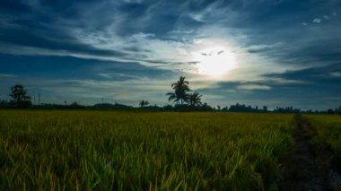 Sekinchan, Malezya 'daki çeltik tarlaları üzerinde gün batımında güzel bir zaman kaybı