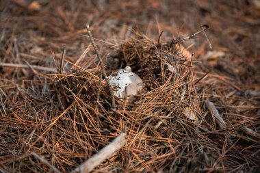 Beyaz bir mantar çam iğneleri ve kuru yapraklarla kaplı orman zemininde yeni ortaya çıktı..