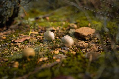 Kurumuş yapraklar ve çam iğneleriyle yosunlu orman zeminine saçılmış küçük, yuvarlak tütsülenmiş mantarlar..
