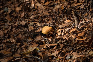 Düşen kahverengi sonbahar yaprakları ve orman enkazından oluşan yoğun, dokulu bir halının arasında zar zor görünen portakal kaplamalı bir mantar büyüyor..
