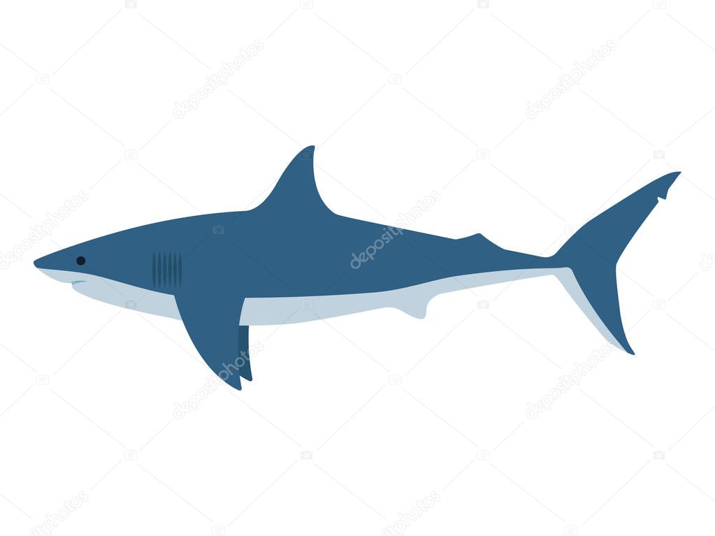 Vector illustration of a dangerous great white shark on an isolated white background. Side view, flat style.