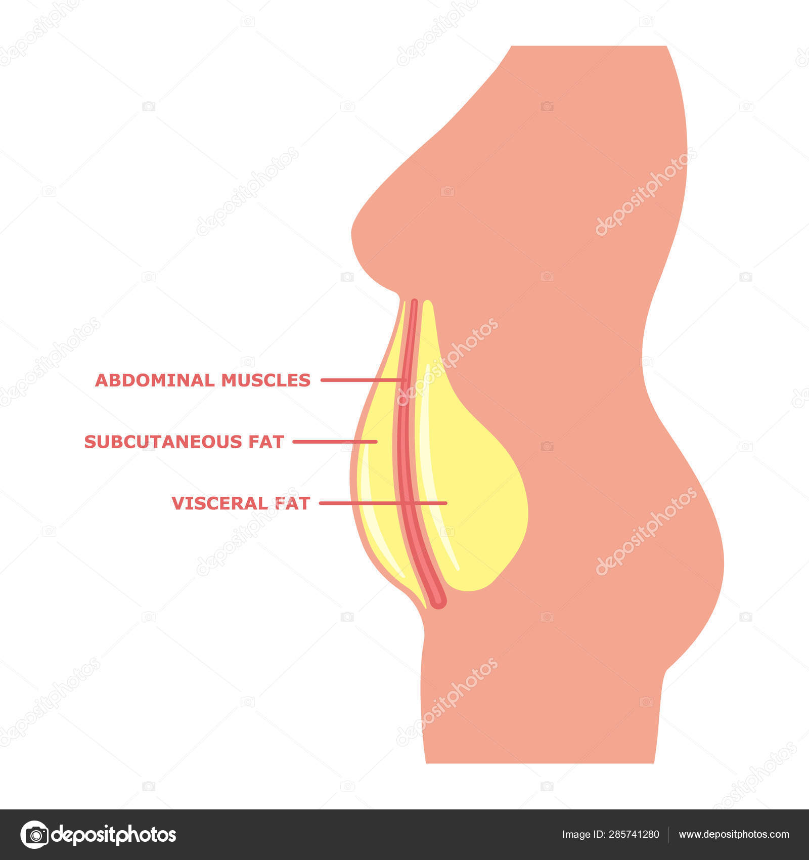 La grasa visceral en el cuerpo femenino con inscripciones Vector