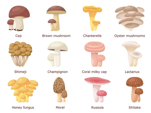 Set di diversi funghi commestibili — Vettoriale Stock
