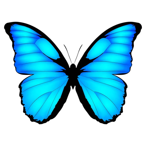 Mariposa Azul. Ilustración vectorial de mariposa exótica aislada sobre fondo blanco. Morpho menelaus — Vector de stock