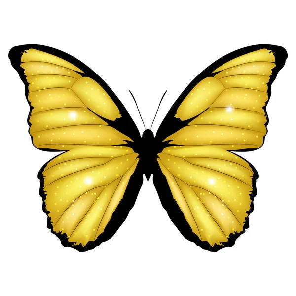 Golden Butterfly. Ilustración vectorial de mariposa exótica brillante aislada sobre fondo blanco. Morpho menelaus — Archivo Imágenes Vectoriales