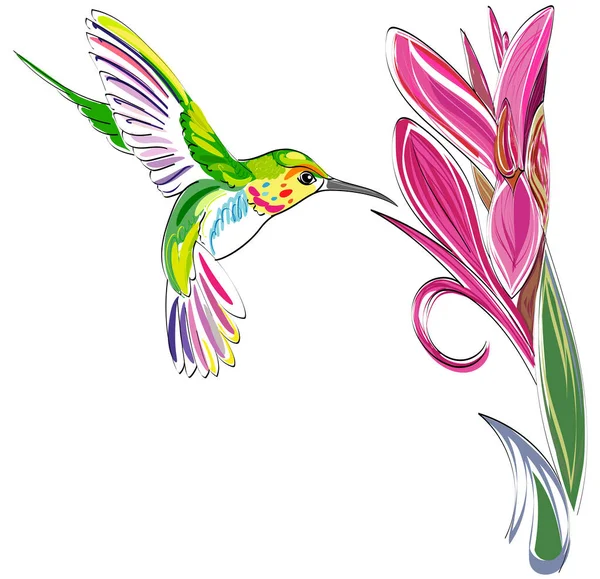 Sinek kuşu. Beyaz arka planda izole edilmiş çiçekli egzotik uçan Colibri kuşunun vektör çizimi