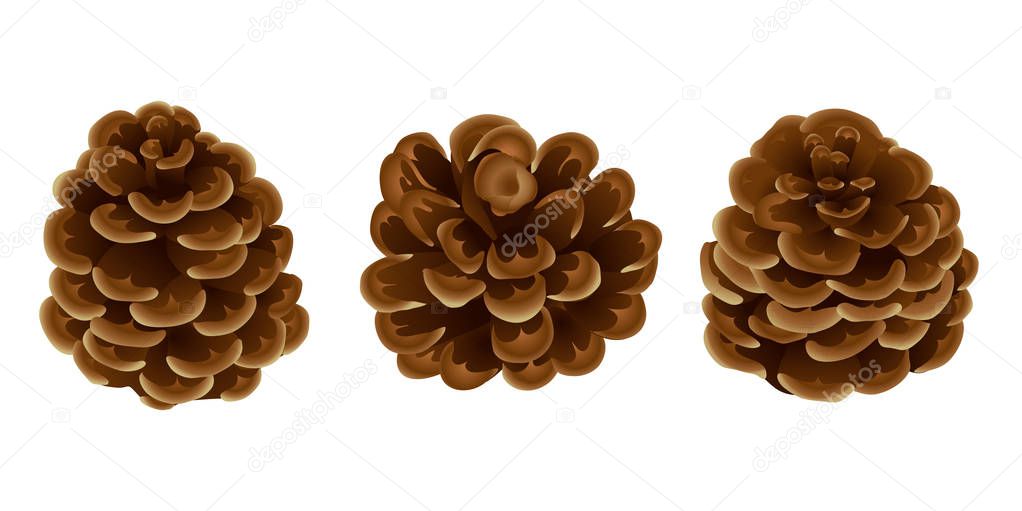 A set of pine / cedar cones in a realistic style for decorations. Christmas. New Year . isolated on white background without shadow.