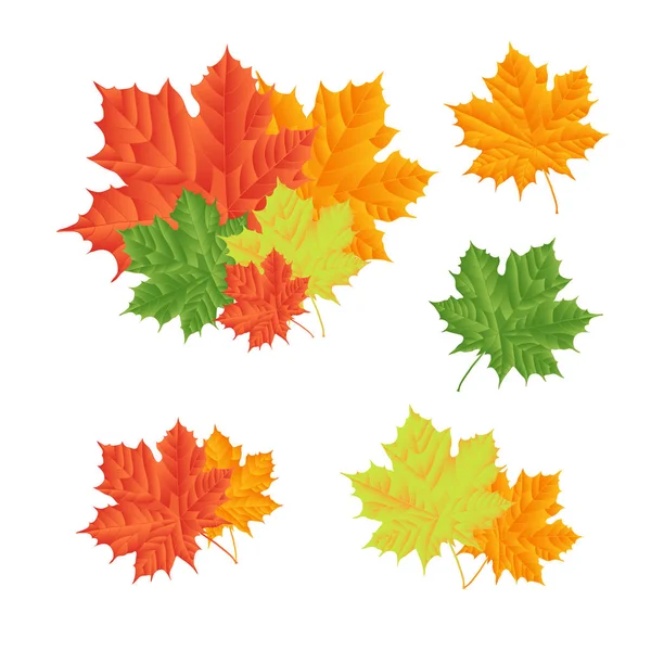 Bunte Reihe Von Ahorn Herbst Herbst Blätter Isoliert Auf Weißem — Stockvektor