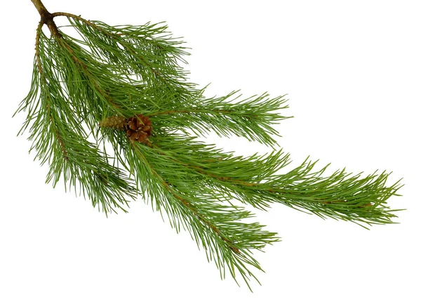 绿色松树枝与锥在白色背景下没有阴影 圣诞节 自然在细节 — 图库照片