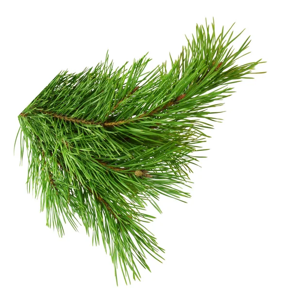 Weelderige Groene Tak Van Pine Geïsoleerd Zonder Een Schaduw Traditionele — Stockfoto