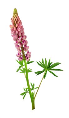 Pembe lupine çiçek açmış. Beyaz arka plan olmadan gölge izole. Yakın çekim. dekorasyon ve tasarım için.