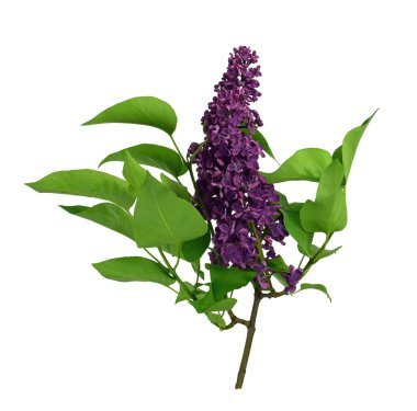 Eflatun çiçekler grup beyaz zemin üzerinde. İzole. Güzel menekşe leylak çiçek. Güzellik kokulu leylak çiçek buketi metniniz için kopya alanı ile