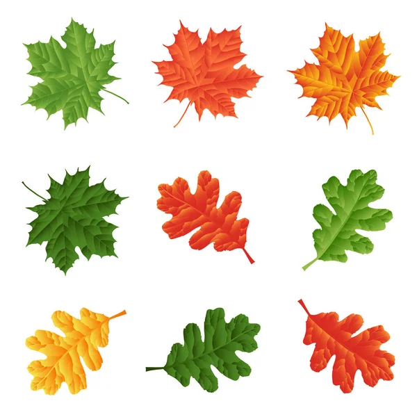 Bunte Reihe Von Eiche Und Ahorn Herbst Herbstblätter Isoliert Auf — Stockfoto
