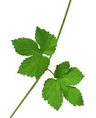 Yaprakları şerbetçiotu. Yakın çekim. Bir gölge izole. Bira. Malzemeler.